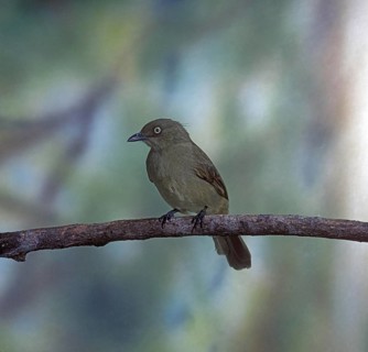 Sombre greenbul