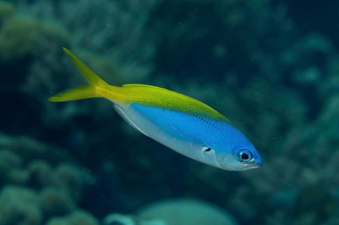 False Yellowtail Fusilier