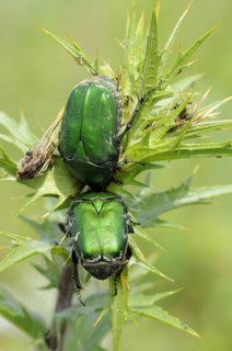 Rose chafer
