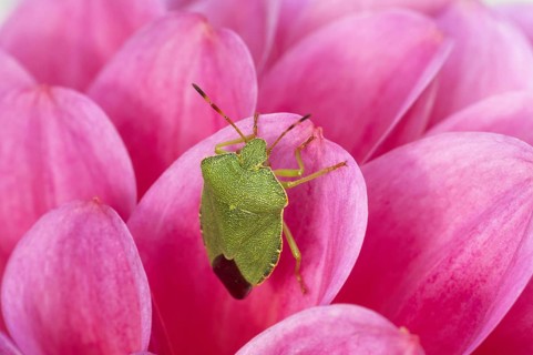 Green Shieldbug