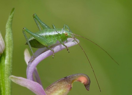 Speckled Bush-cricket