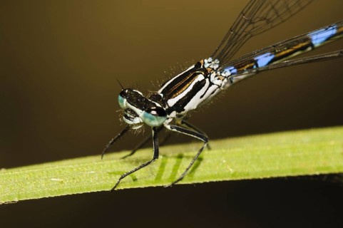 Variable damselfly
