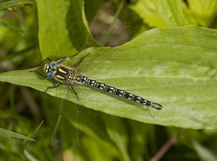Hairy dragonfly