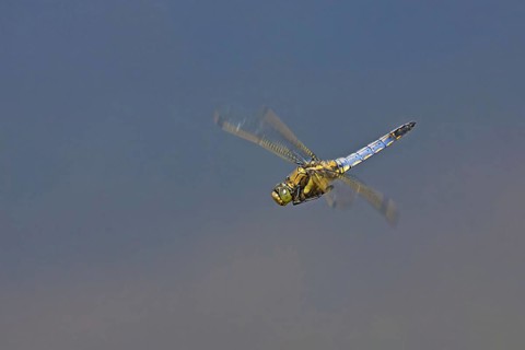 Black-tailed Skimmer