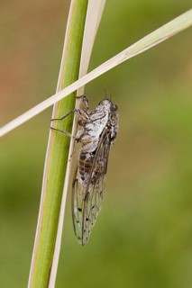 Cicada