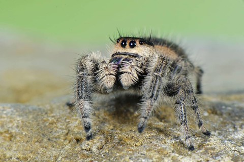 Canopy Jumping Spider