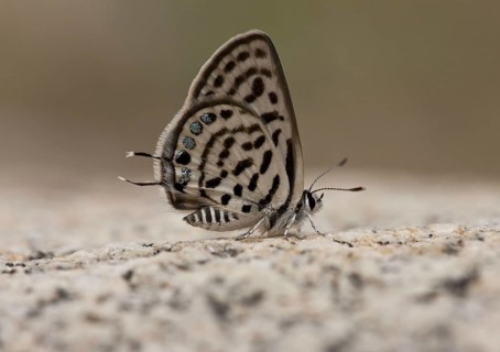 Little Tiger Blue