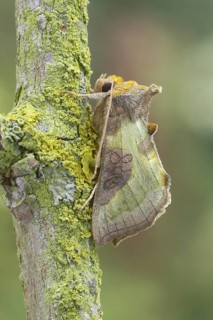 Burnished Brass