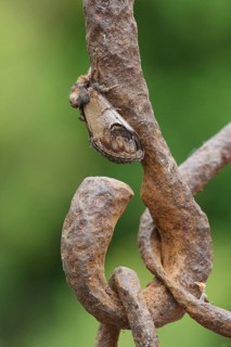 Pebble Prominent