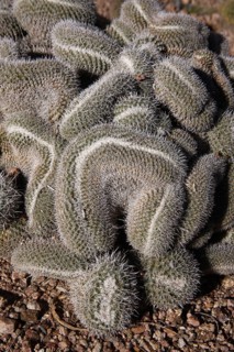 Twin-spined twin spined cactus