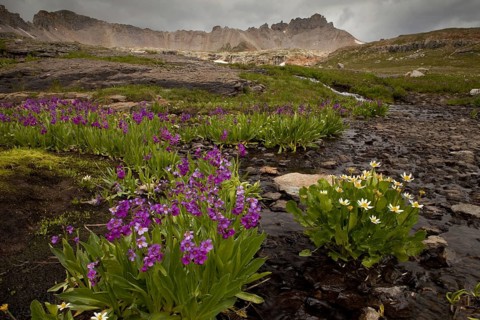 Parry's Primrose