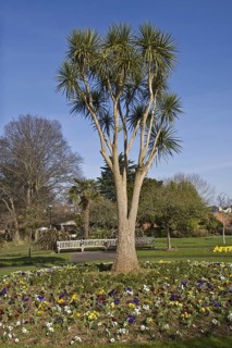 Habitus of cabbage tree