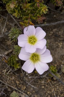 Scurvy grass