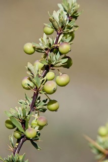 Box-leaved barberry