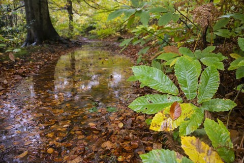 Chestnut