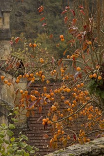 Japanese Persimmon