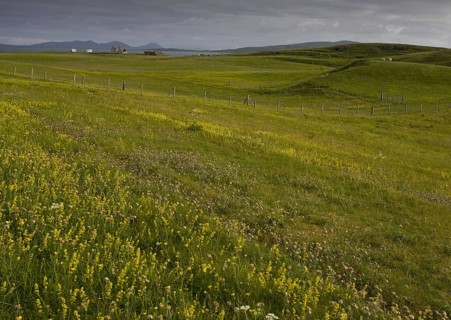Flowery grassland on east coast