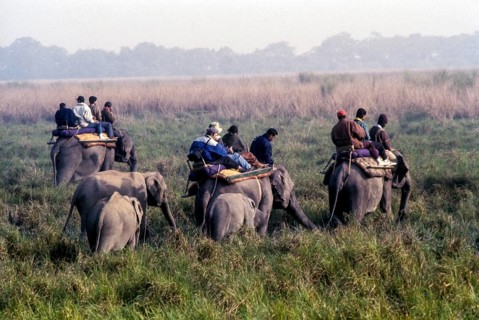 Tourists on elephant back at Kaziranga National park