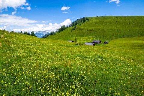 Flower meadow on the Postalm in the Salzkammergut