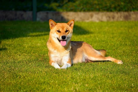 Shiba Inu