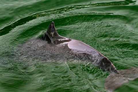 Harbour porpoise