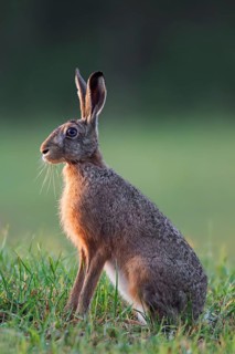 European hare