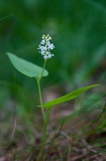 (Maianthemum bifolium)