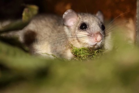 Edible or Fat Dormouse