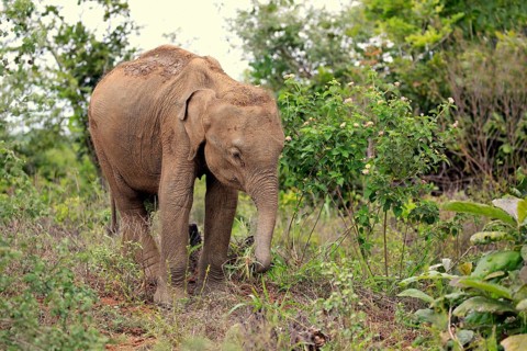 Sri Lankan elephant