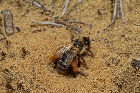 Trouser bee