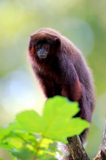 Coppery titi