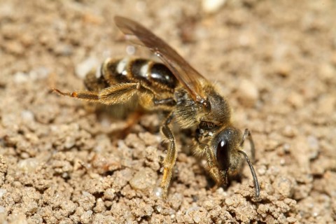 Common sand bee