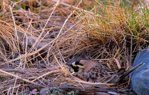 Shore Lark