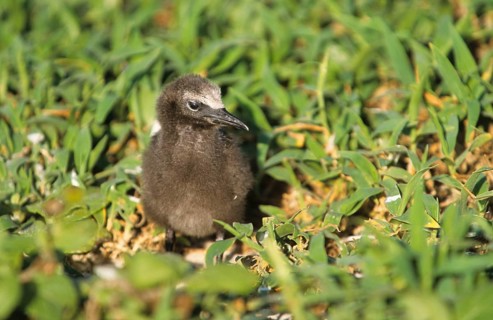 Brown noddy