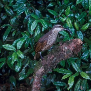 Paradise riflebird