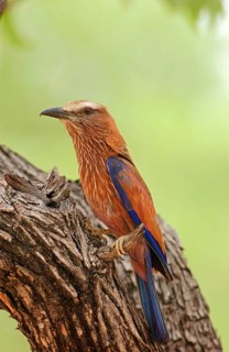 Coracias naevius
