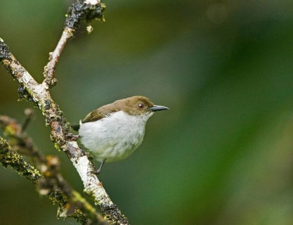 Buzzing Flowerpecker
