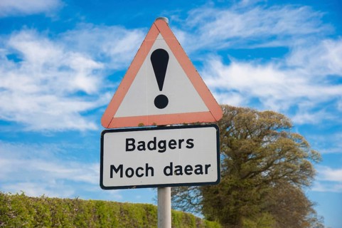 Badger