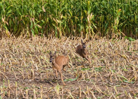 Western european roe deer