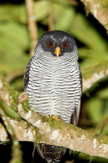 Black-and-white Owl