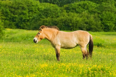 Adult przewalski's horse