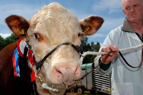 Domestic cattle