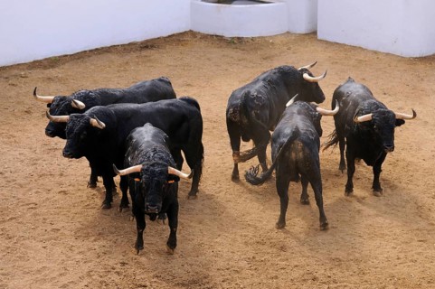 Bullfighting