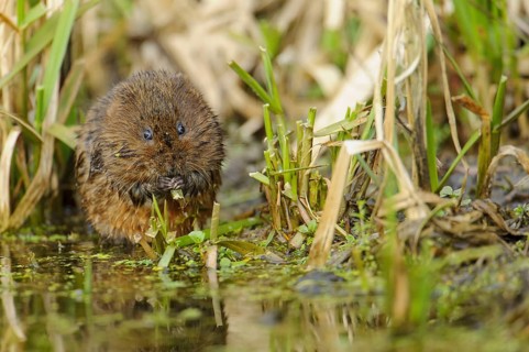 Eastern vole