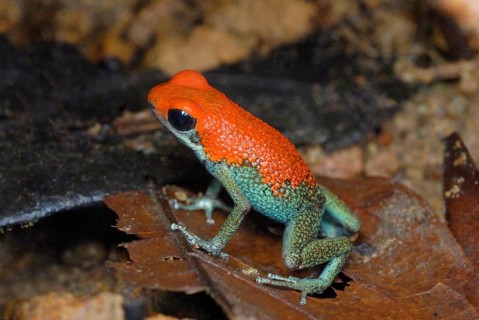 Granular Poison Dart Frog