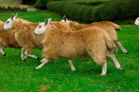 Domestic Sheep