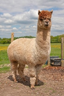 Alpaca