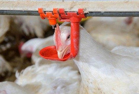 Chicken farming