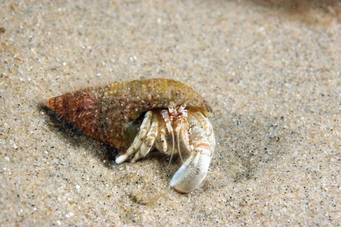 Mediterranean Sand Coast Hermit Crab