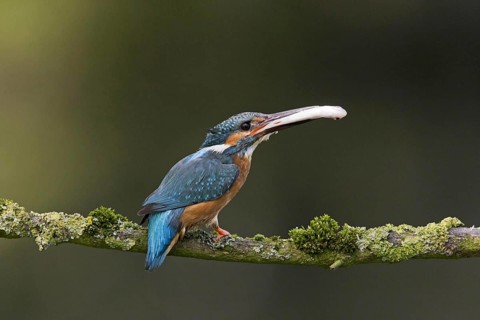 Common kingfisher